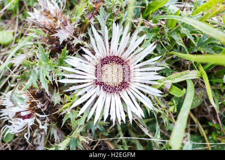 Stemless flower plant Carlina acaulis blooming in grass Stock Photo