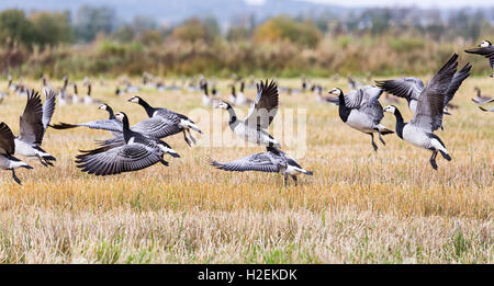 Flock of Canada Geese Flying over farm field. Stock Photo