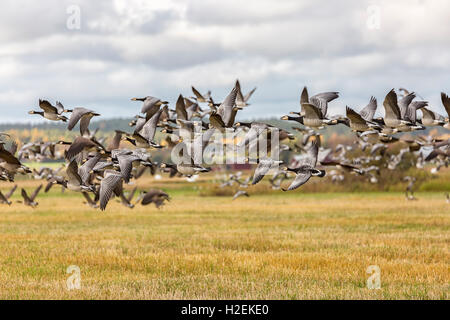 Flock of Canada Geese Flying over farm field. Stock Photo