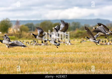 Flock of Canada Geese Flying over farm field. Stock Photo