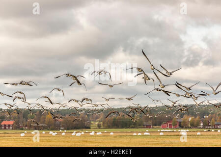 Flock of Canada Geese Flying over farm field. Stock Photo