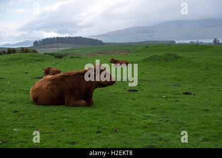 Luing beef cattle on the island of Luing, Argyle, Western Scotland, UK Stock Photo