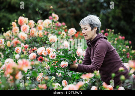 A woman picking flowers, peach coloured dahlias, in a flowering bed at an organic flower nursery. Stock Photo