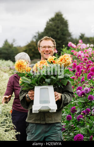 Two people working in an organic flower nursery, cutting flowers for flower arrangements and commercial orders. Stock Photo