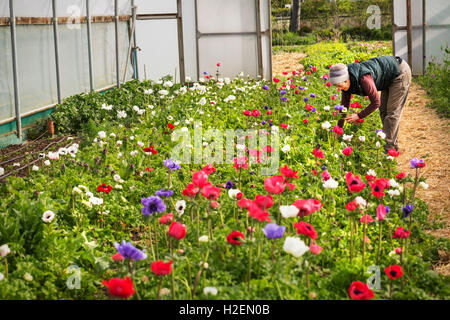 A woman bending and cutting fresh organic flowers in a polytunnel with flowering red, purple and white flowers.