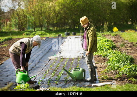 Two people watering small seedlings planted in a garden. Stock Photo