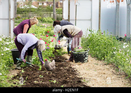 Four people, women working in a poly tunnel clearing plants from the soil.