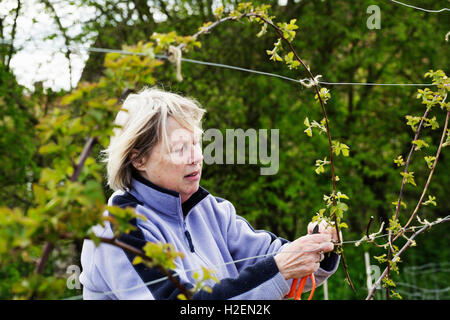 A woman tying in shoots of a climbing plant to wires. Stock Photo