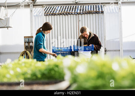 Two people cutting and packing salad leaves and fresh vegetable garden produce in a polytunnel. Stock Photo
