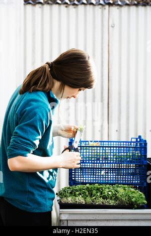 A woman cutting and packing salad leaves and fresh vegetable garden produce for distribution  in a polytunnel. Stock Photo