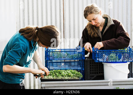 Two people cutting and packing salad leaves and fresh vegetable garden produce for distribution  in a polytunnel. Stock Photo