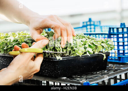 A woman cutting salad leaves and fresh vegetable garden produce with scissors. Stock Photo