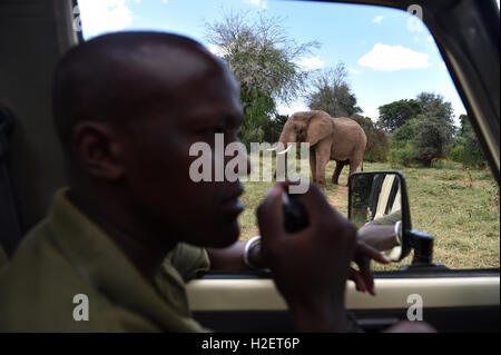 (160927) -- SAMBURU, Sept. 27, 2016 (Xinhua) -- This file photo taken on March 1, 2016 shows David from Save the Elephants reporting his observation of elephants at Samburu National Reserve, Kenya. Africa's overall elephant population has seen the worst declines in 25 years, mainly due to poaching over the past 10 years, according to the African Elephant Status Report launched by the International Union for Conservation of Nature and Natural Resources (IUCN) at the ongoing 17th meeting of the Conference of the Parties to the Convention on International Trade in Endangered Spices of Wild Fauna  Stock Photo