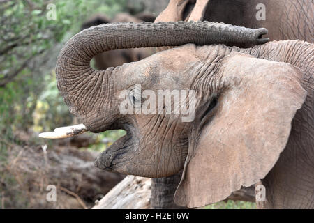(160927) -- SAMBURU, Sept. 27, 2016 (Xinhua) -- This file photo taken on Feb. 29, 2016 shows an elephant at Samburu National Reserve, Kenya. Africa's overall elephant population has seen the worst declines in 25 years, mainly due to poaching over the past 10 years, according to the African Elephant Status Report launched by the International Union for Conservation of Nature and Natural Resources (IUCN) at the ongoing 17th meeting of the Conference of the Parties to the Convention on International Trade in Endangered Spices of Wild Fauna and Flora (CITES) in Johannesburg on Sunday. The real dec Stock Photo