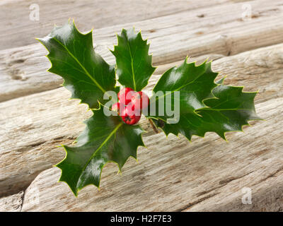 Festive seasonal Holly leaves with red berries - Ilex aquifolium Stock Photo