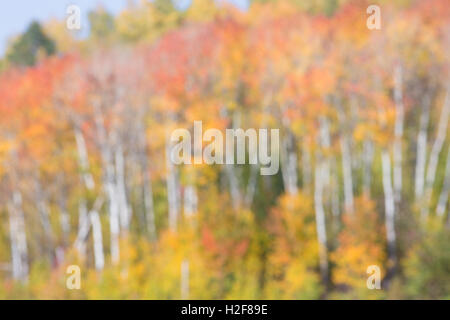 Fall trees defocused background Stock Photo