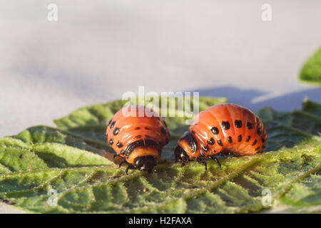 maggot Colorado beetle on leaf of potato Stock Photo