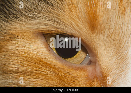 yellow eye of cat closeup
