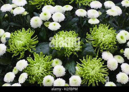 Chrysanthemum Green Mist and Chrysanthemum Feeling White on display. Stock Photo