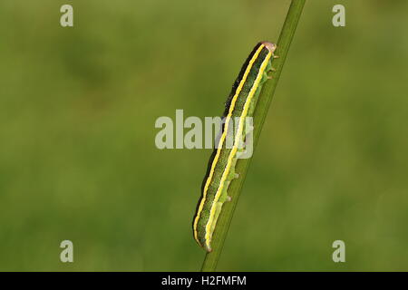 Broom Moth Caterpillar Stock Photo