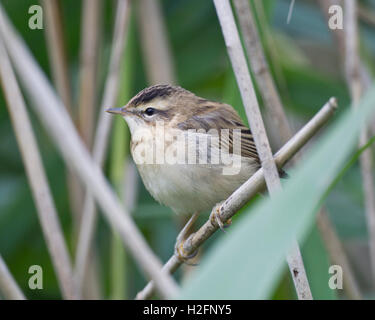 Sedge Warbler (Acrocephalus schoenobaenus) in reeds Stock Photo