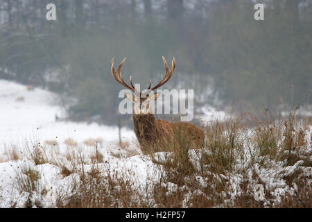 Red Deer (Cervus elephas) stag in winter, Powis Park, Welshpool Stock Photo