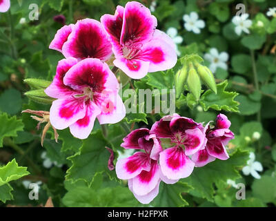 Nature in the little city's park under summer,flowers Stock Photo