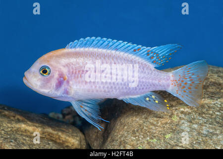 Portrait of freshwater cichlid fish (Maylandia zebra) in aquarium Stock Photo