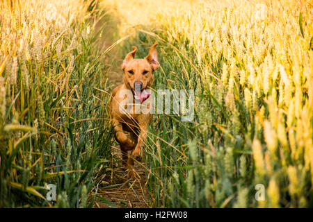 labrador running through the crop Stock Photo