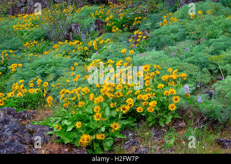 USA, Oregon, Columbia River Gorge National Scenic Area, Tom McCall Preserve, Spring bloom of Northwest balsamroot and lupine. Stock Photo