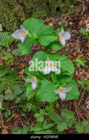 USA, Oregon, Tryon Creek State Natural Area, Western Trillium (Trillium ovatum) in bloom on forest floor. Stock Photo