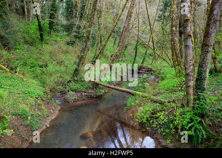 USA, Oregon, Tryon Creek State Natural Area, Tryon Creek and lush early spring vegetation. Stock Photo