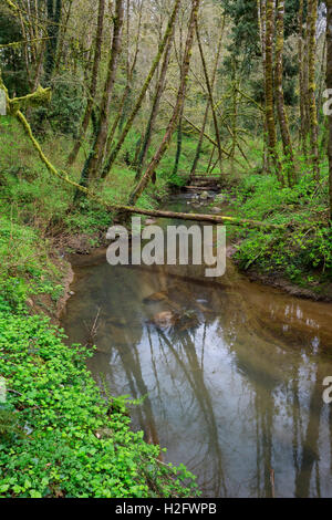 USA, Oregon, Tryon Creek State Natural Area, Tryon Creek and lush early spring vegetation. Stock Photo