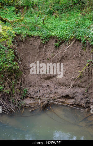 USA, Oregon, Tryon Creek State Natural Area, Tryon Creek and eroded stream bank in early spring. Stock Photo