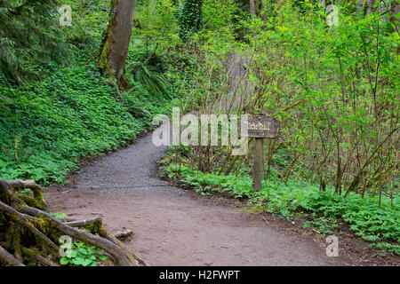 USA, Oregon, Tryon Creek State Natural Area, Trail through lush spring flora. Stock Photo