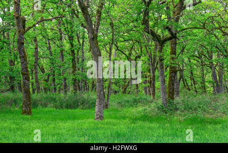 USA, Oregon, Sauvie Island Wildlife Area, Grove of Oregon white oak trees above spring flora at Oak Island. Stock Photo