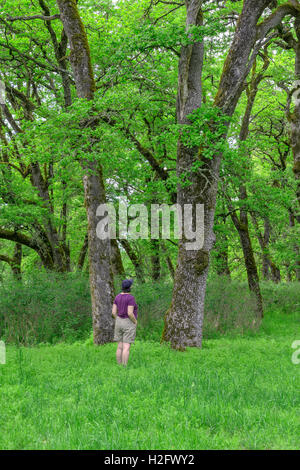 USA, Oregon, Sauvie Island Wildlife Area, Female hiker and grove of Oregon white oak trees above spring flora at Oak Island. Stock Photo