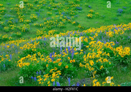 USA, Washington, Columbia River Gorge National Scenic Area, Spring bloom of Northwest balsamroot and broad-leaf lupine. Stock Photo