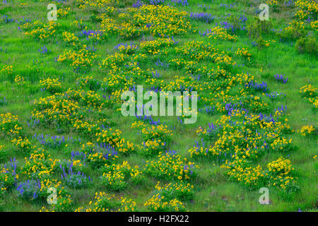USA, Washington, Columbia River Gorge National Scenic Area, Spring bloom of Northwest balsamroot and broad-leaf lupine. Stock Photo