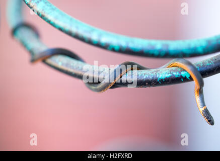 Pacific Ring-necked Snake - Diadophis punctatus amabilis Stock Photo