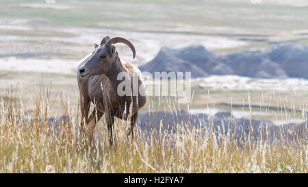 Bighorn Sheep, Badlands National Park, South Dakota Stock Photo