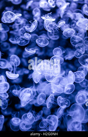 Group of many small jellyfish (Aurelia Aurita) drifting