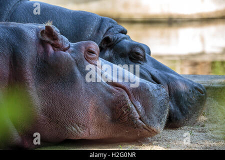 Closeup of two hippos sleeping on the ground