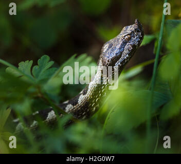 Horned viper (Vipera Ammodytes) sneaking through grass after its prey Stock Photo
