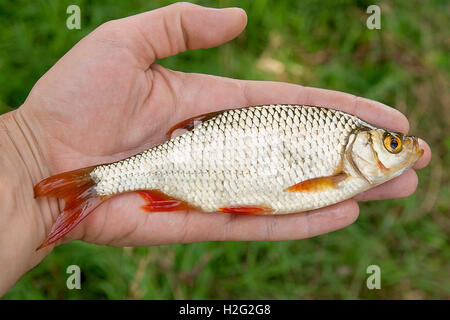 Freshwater fish just taken from the water. Single big common rudd fish in hand. Stock Photo