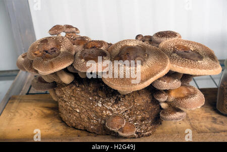 Phillips mushroom farm museum Kennett Square PA Stock Photo