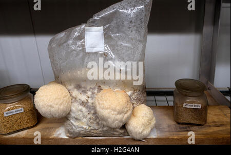 Phillips mushroom farm museum Kennett Square PA Stock Photo