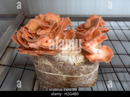 Phillips mushroom farm museum Kennett Square PA Stock Photo