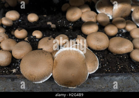 Phillips mushroom farm museum Kennett Square PA Stock Photo