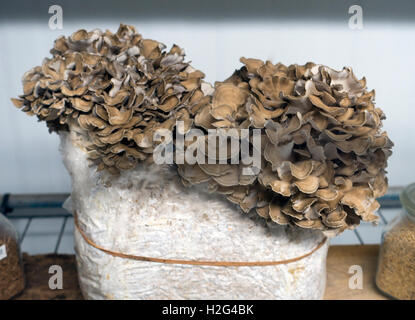 Phillips mushroom farm museum Kennett Square PA Stock Photo